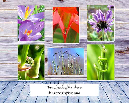 Spring Flowers Greeting Card Collection by The Poetry of Nature - front and back of box